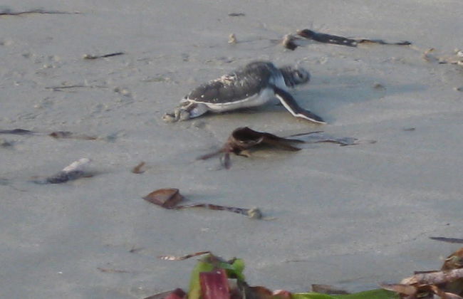 Hansen Beach Villa - Photo 15