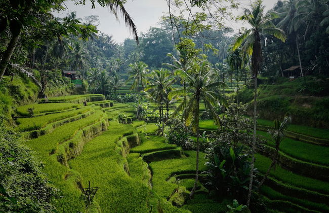 Astonishing Jungle Villa, 4 BR, Ubud With Staff - Foto 58