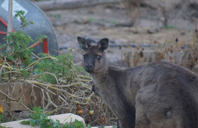 Lindsays of Kangaroo Island - Foto 10