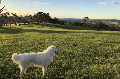 Photo 17 - High Country Trail Rides & Farm Stay