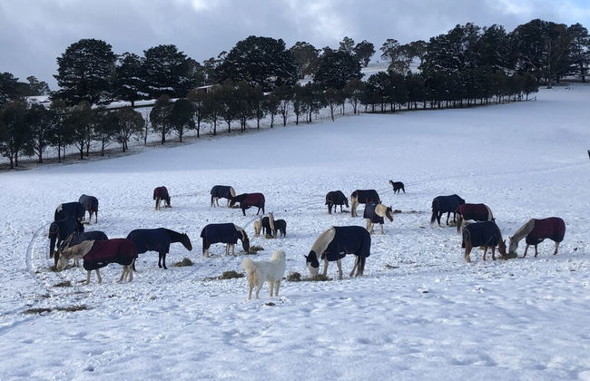 High Country Trail Rides & Farm Stay - Photo 16