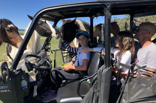 Photo 20 - High Country Trail Rides & Farm Stay