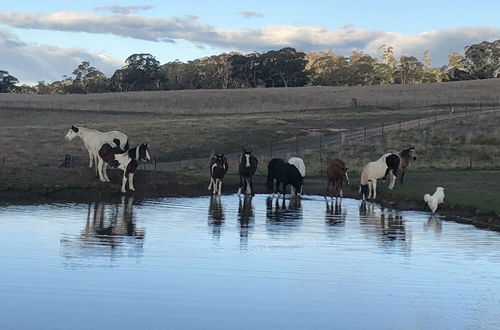 Photo 15 - High Country Trail Rides & Farm Stay