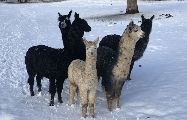 High Country Trail Rides & Farm Stay - Photo 8
