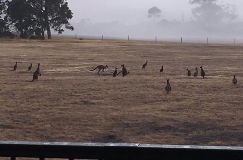 Photo 20 - Margaret River Farmhouse