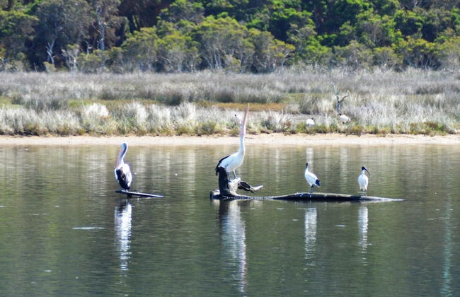 Kalgan River Chalets and Caravan Park - Foto 34