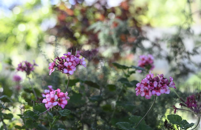 Miriams Cottage - Foto 22