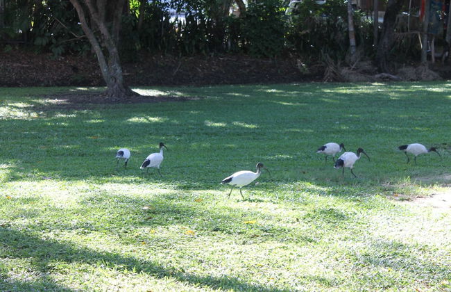 Oasis Inn Cairns - Foto 30