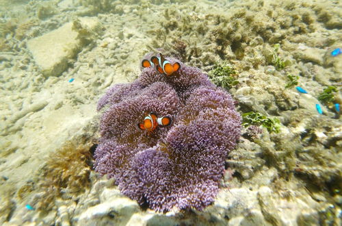 Foto 44 - Churaumi On The Beach Motobu