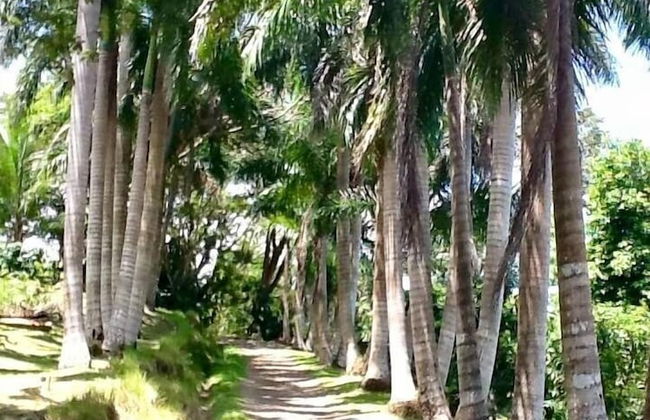 Royal Palm Villas - Foto 35