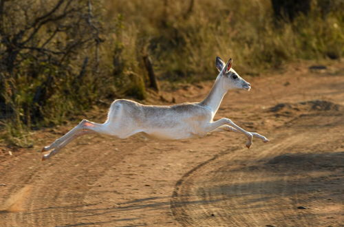 Foto 39 - Waterberg Game Park