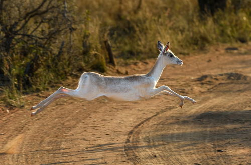 Photo 45 - Waterberg Game Park