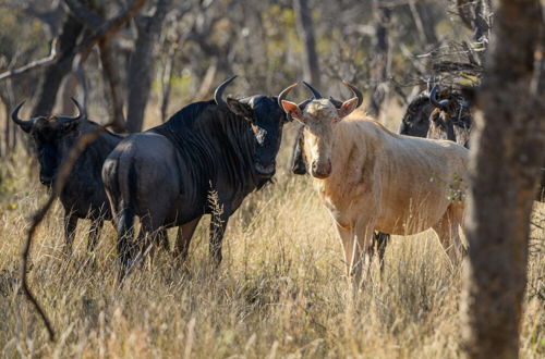 Photo 38 - Waterberg Game Park