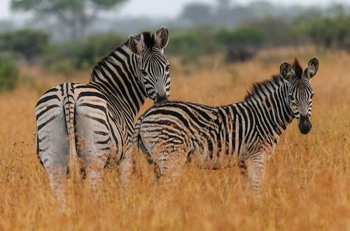 Photo 43 - Waterberg Game Park