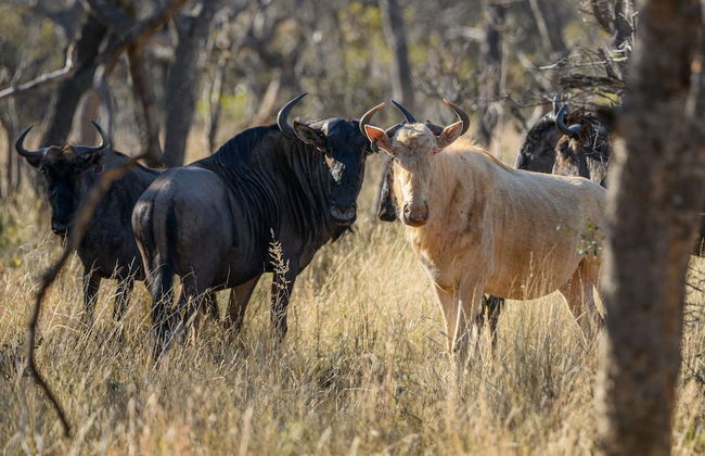 Waterberg Game Park - Foto 44