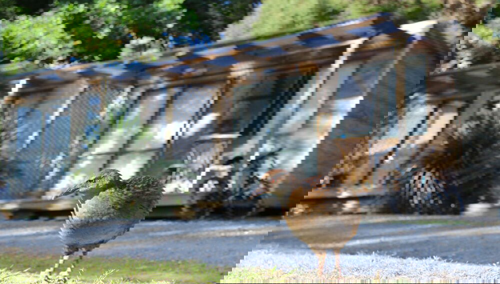 Imagem principal