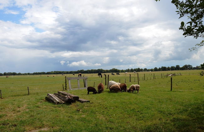 Beautiful Farmhouse in Wapse With Fenced Garden - Photo 8