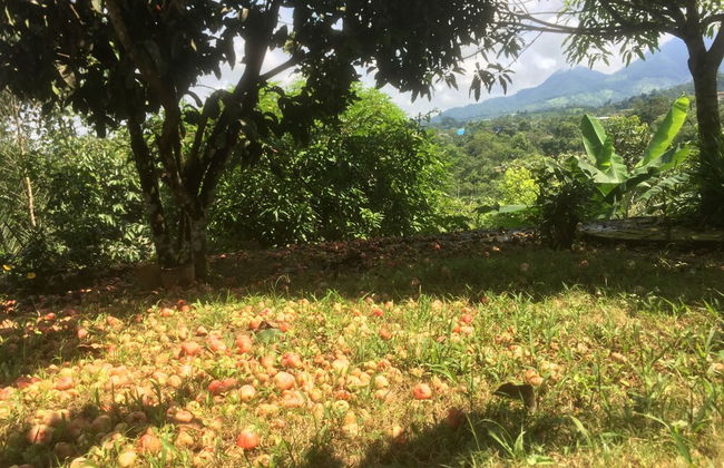 Bosquefrut - Foto 10