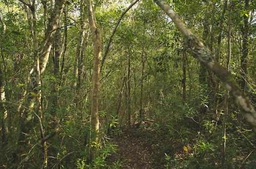 Photo 15 - Teniqua Treetops