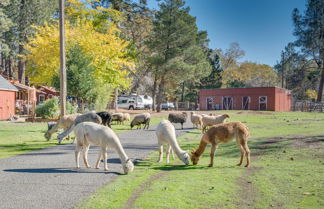 Photo 2 - Cozy Placerville Cottage w/ Pool on Livestock Farm