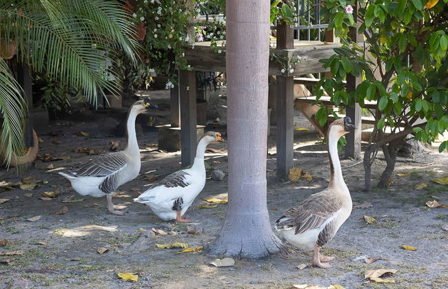 Quinta Pavo Real by Acomodo - Foto 55