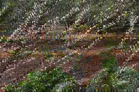 Foto 32 - Farmhouse on an Olive Grove