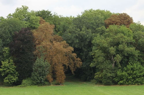 Photo 42 - Château de Blet