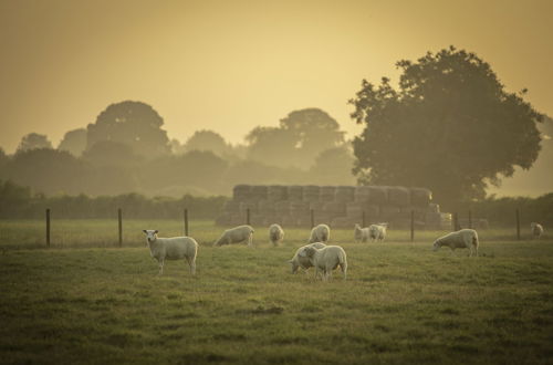 Foto 9 - Overe - The Farm Camp