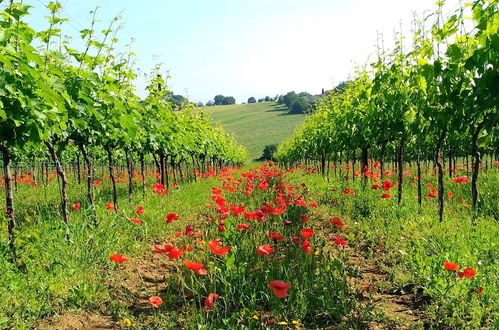 Foto 67 - Agriturismo il Querciolo