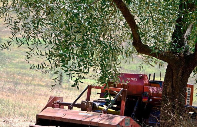 Agriturismo Terrasabina - Foto 48