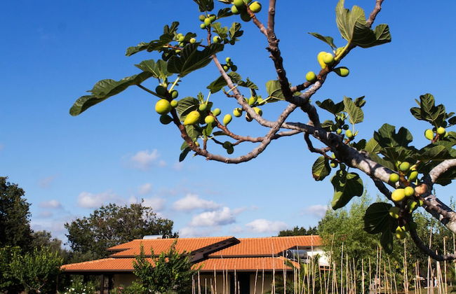 Agriturismo Ninea - Photo 18