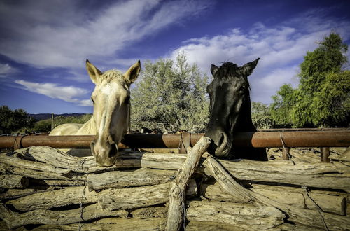 Foto 48 - Tanque Verde Ranch