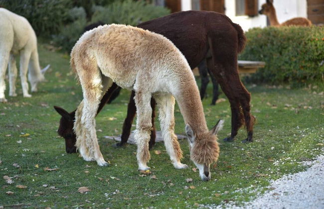 Agriturismo Il Beccafico Alpaca - Foto 18