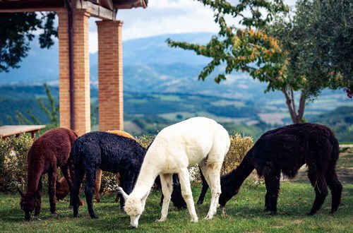 Foto 19 - Agriturismo Il Beccafico Alpaca