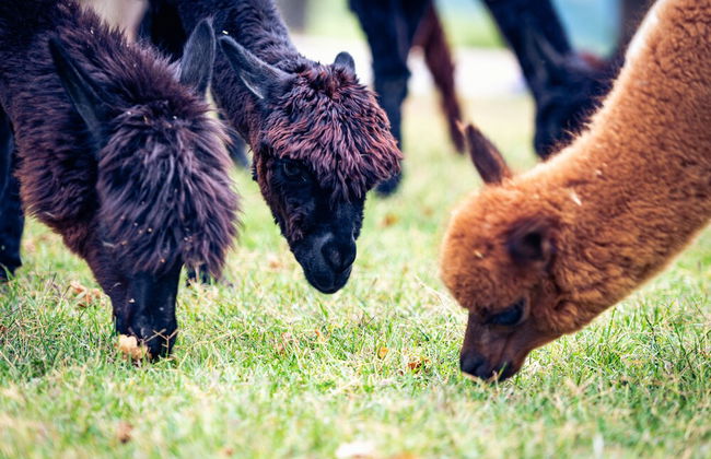Agriturismo Il Beccafico Alpaca - Foto 20