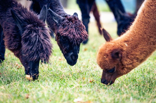 Photo 20 - Agriturismo Il Beccafico Alpaca