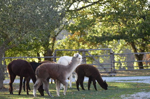 Foto 31 - Agriturismo Il Beccafico Alpaca