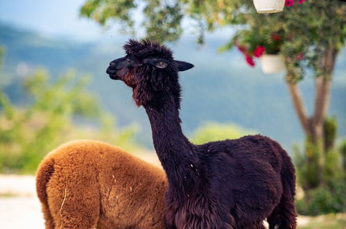 Photo 17 - Agriturismo Il Beccafico Alpaca