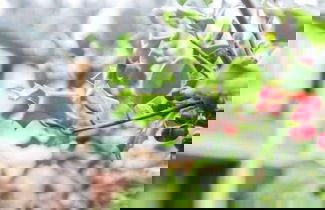 Photo 56 - Casa da Urcela