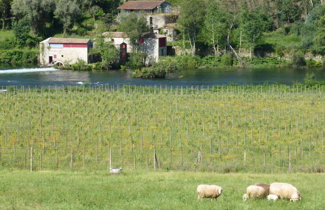 Quinta do Burgo - Foto 40