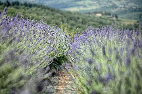 Photo 30 - Luxury Chianti in La Farfalla