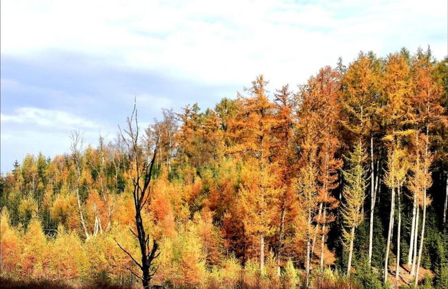 Houffalize Forest View Villa - Foto 34