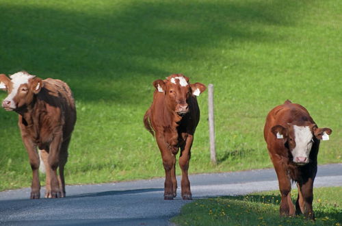 Photo 7 - Animal -friendly Apartment in Leogang