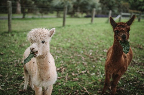 Photo 26 - Mango Hill Farm