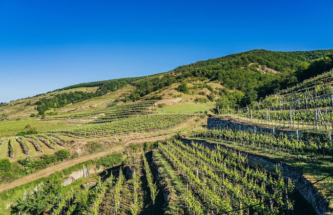 Wachau-Living - Foto 44