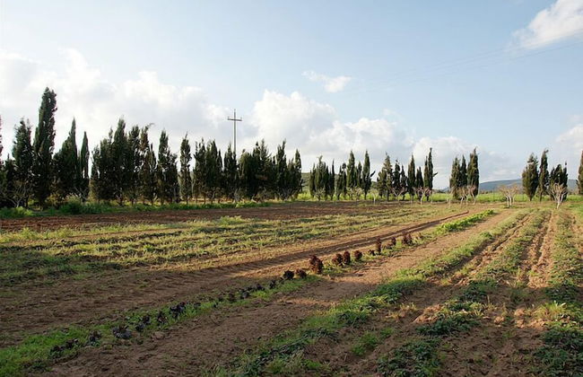 Agriturismo Agave - Foto 24