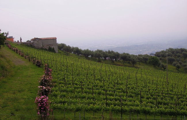 Fattoria Gambaro di Petrognano - Foto 71