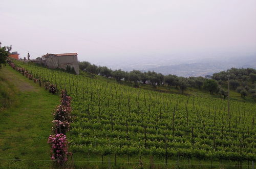 Photo 71 - Fattoria Gambaro di Petrognano