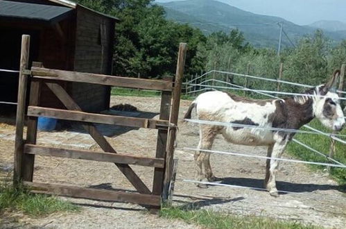 Foto 7 - Fattoria Sociale Il Giardino dei Ciliegi