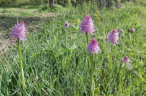 Photo 16 - Fattoria Sociale Il Giardino dei Ciliegi